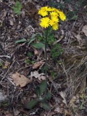 Chlupáček chocholičnatý (Pilosella cymosa (L.) F. W. Schultz et Sch. Bip.)