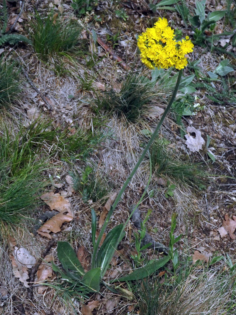 Chlupáček chocholičnatý (Pilosella cymosa (L.) F. W. Schultz et Sch. Bip.)