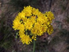 Chlupáček chocholičnatý (Pilosella cymosa (L.) F. W. Schultz et Sch. Bip.)