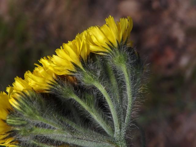 Chlupáček chocholičnatý (Pilosella cymosa (L.) F. W. Schultz et Sch. Bip.)