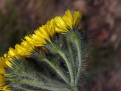 Chlupáček chocholičnatý (Pilosella cymosa (L.) F. W. Schultz et Sch. Bip.)