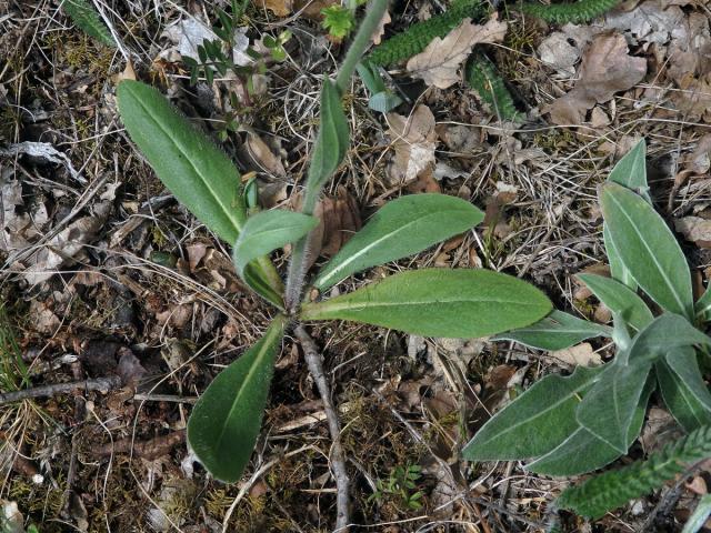 Chlupáček chocholičnatý (Pilosella cymosa (L.) F. W. Schultz et Sch. Bip.)