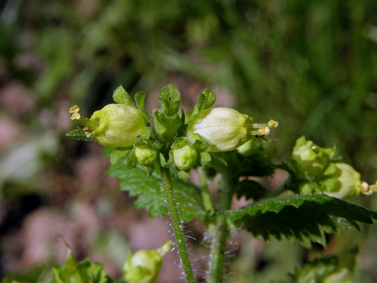 Krtičník jarní (Scrophularia vernalis L.)