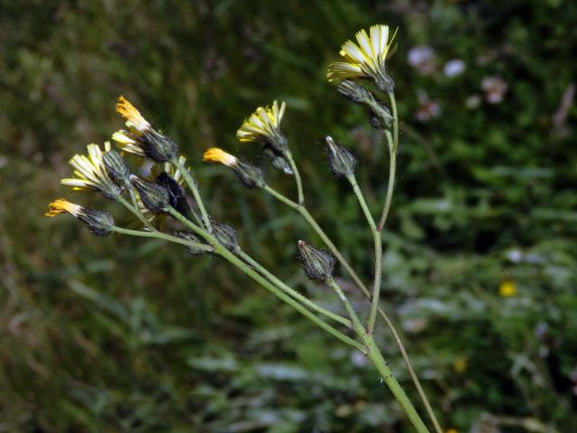 Chlupáček úzkolistý (Pilosella piloselloides (Vill.) Soják)