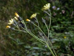 Chlupáček úzkolistý (Pilosella piloselloides (Vill.) Soják)