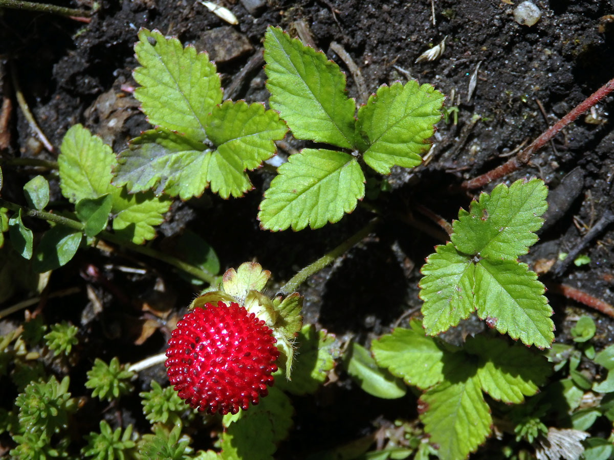 Jahodka indická (Duchesnea indica (Andrews) Focke)