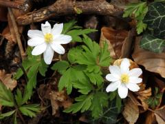 Sasanka hajní (Anemone nemorosa L.) - osmičetné květy (22)