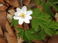 Sasanka hajní (Anemone nemorosa L.) - osmičetný květ (20)