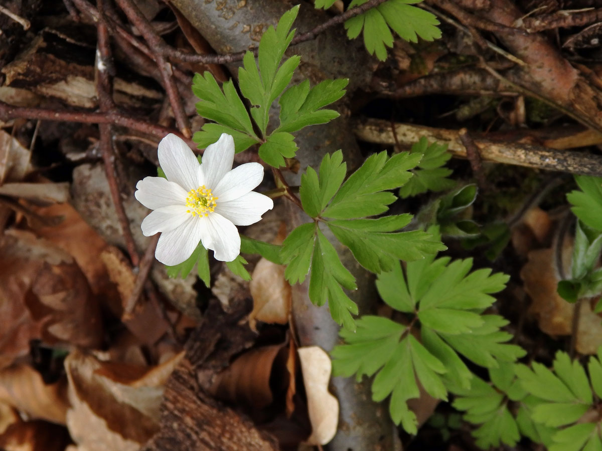 Sasanka hajní (Anemone nemorosa L.) - osmičetný květ (21)