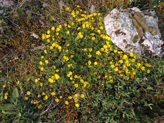 Mochna písečná (Potentilla arenaria Borkh.)