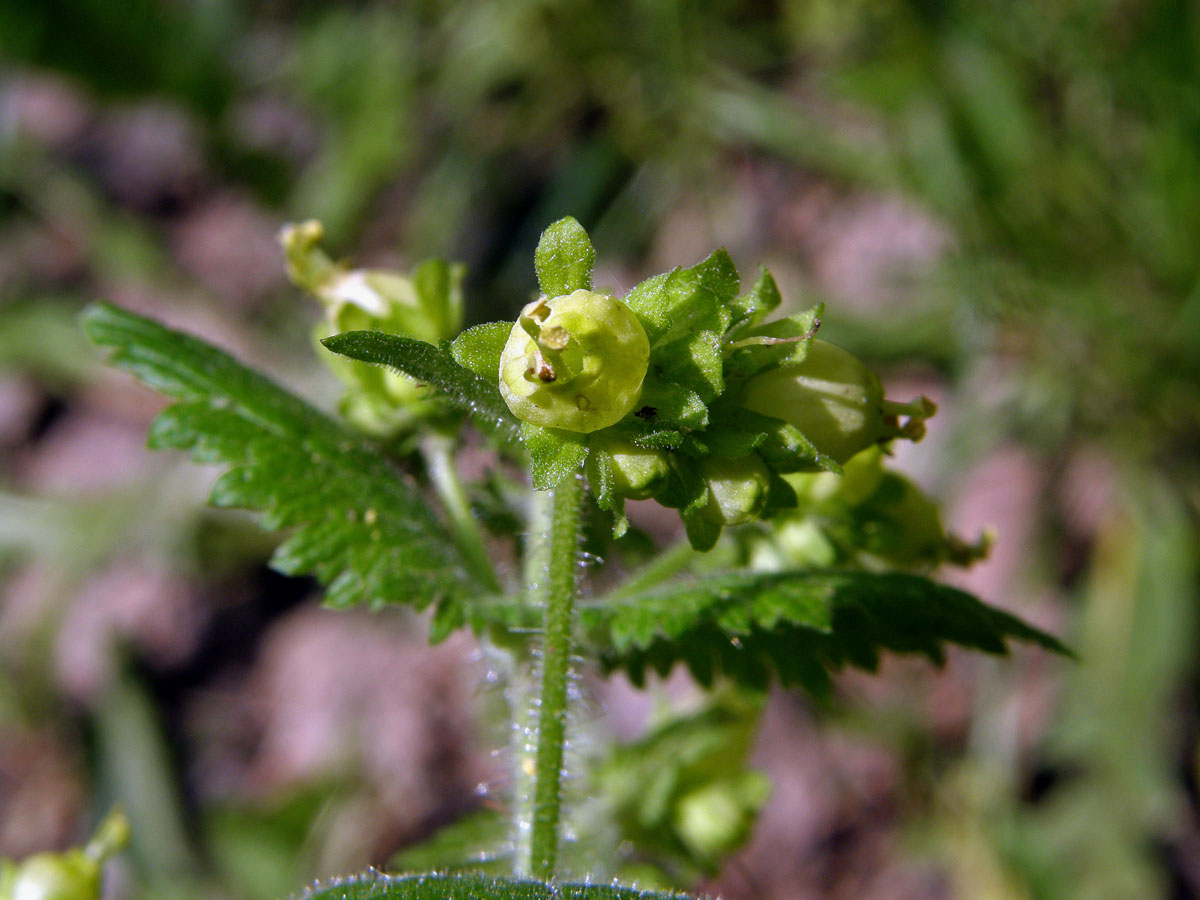 Krtičník jarní (Scrophularia vernalis L.)