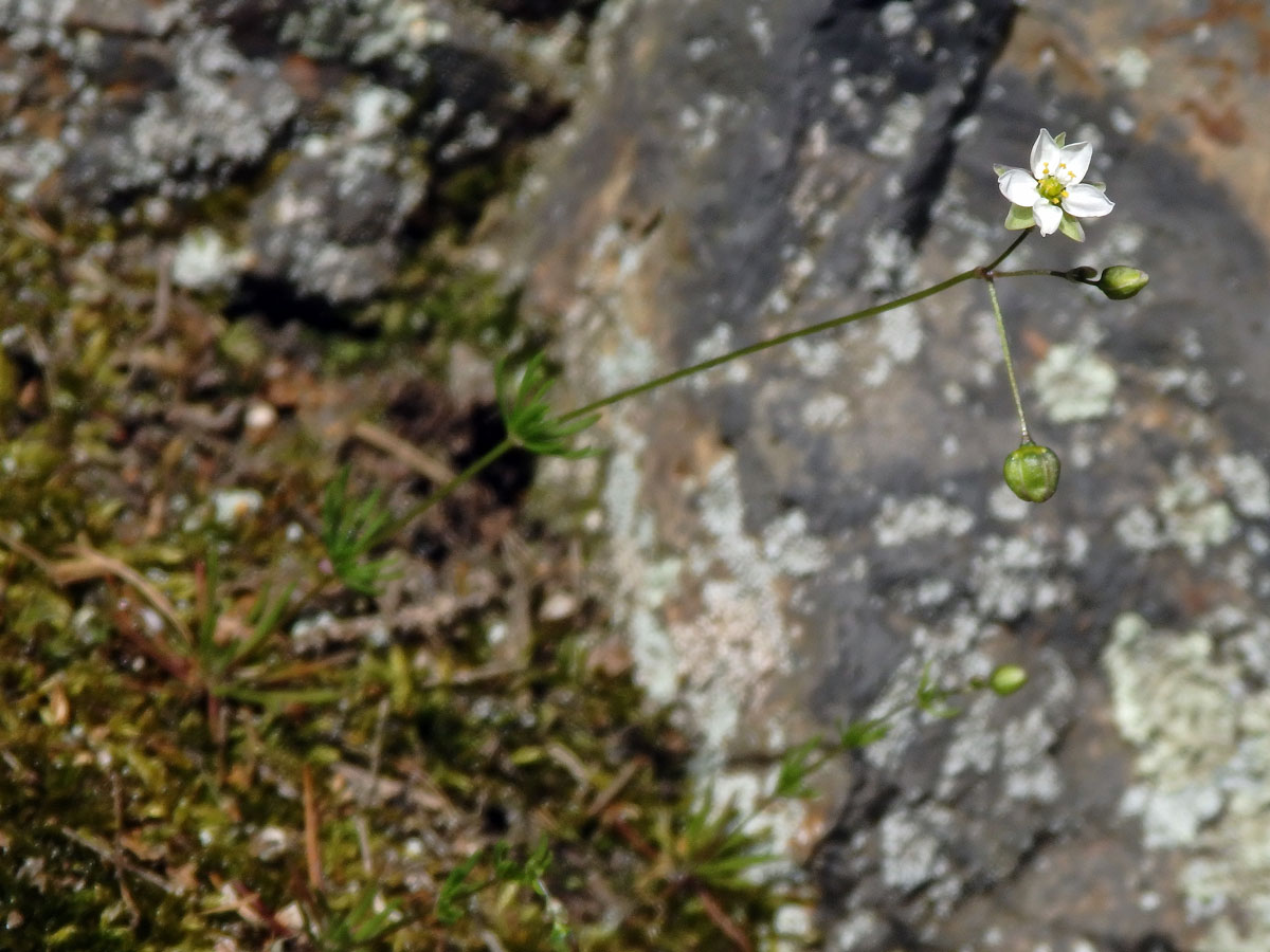 Kolenec Morisonův (Spergula morisonii Boreau)