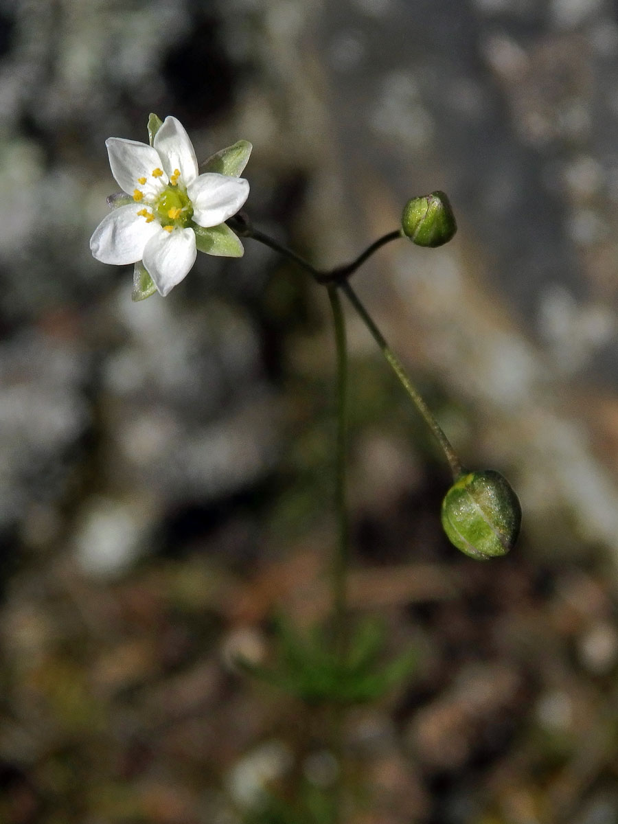 Kolenec Morisonův (Spergula morisonii Boreau)