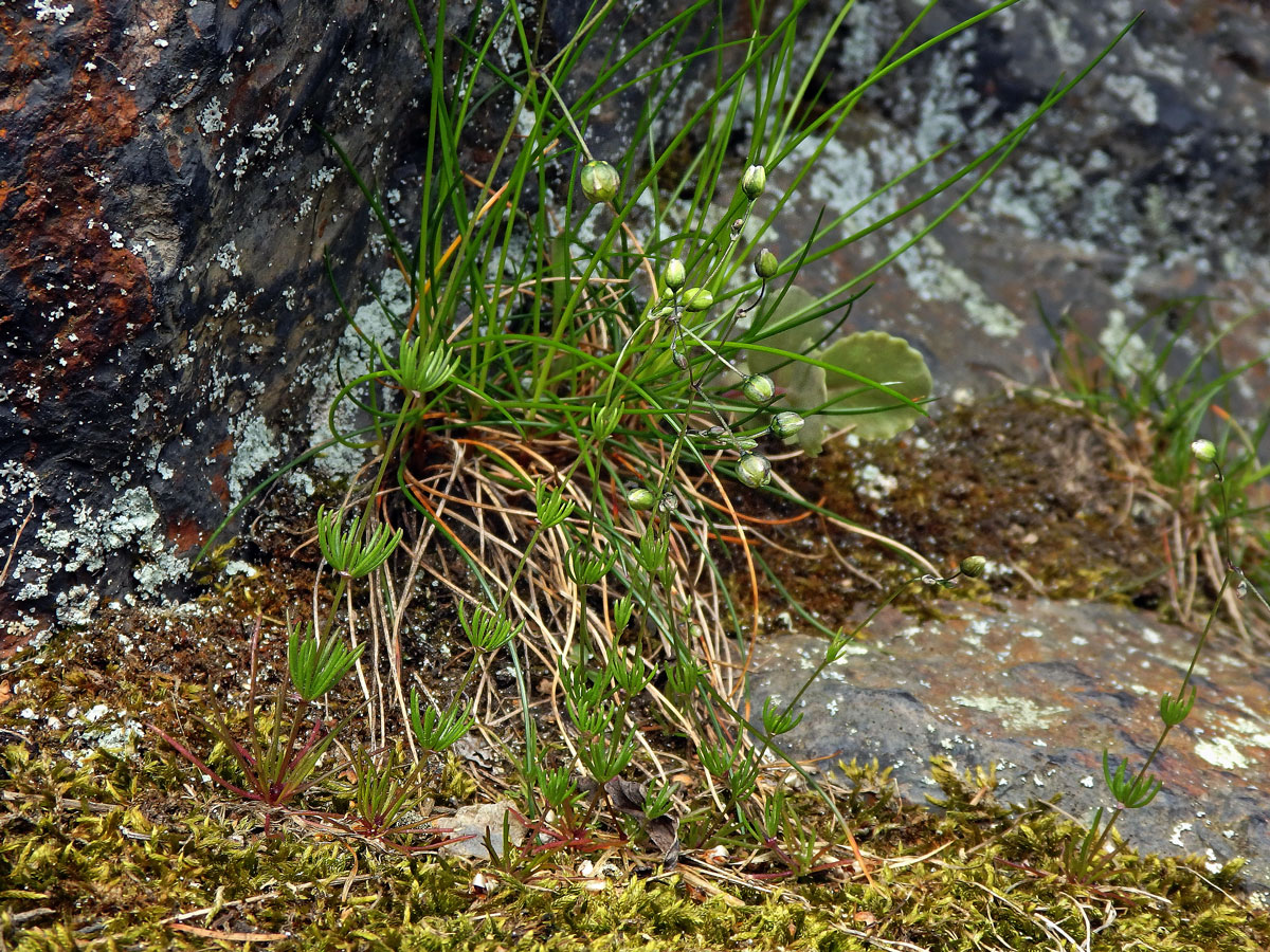 Kolenec Morisonův (Spergula morisonii Boreau)