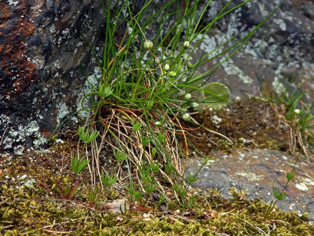 Kolenec Morisonův (Spergula morisonii Boreau)