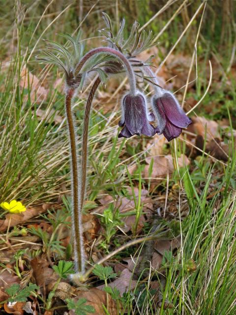 Koniklec luční (Pulsatilla pratensis (L.) Mill. subsp. bohemica Skalický)