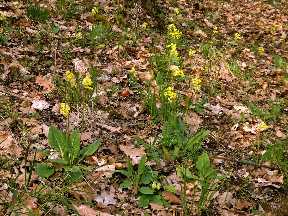 Prvosenka jarní (Primula veris L.)