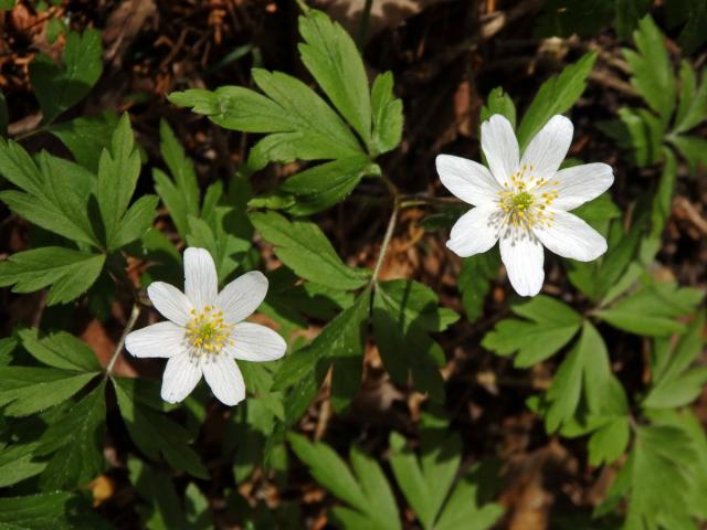 Sasanka hajní (Anemone nemorosa L.) - sedmičetné květy (11)