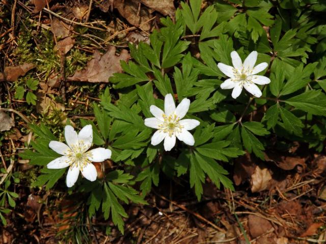 Sasanka hajní (Anemone nemorosa L.) - vícečetné květy (7)