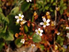 Lomikámen trojprstý (Saxifraga tridactylites L.)