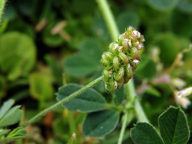 Tolice dětelová (Medicago lupulina L.)