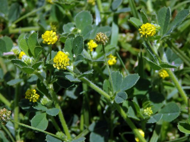 Tolice dětelová (Medicago lupulina L.)