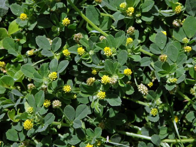 Tolice dětelová (Medicago lupulina L.)