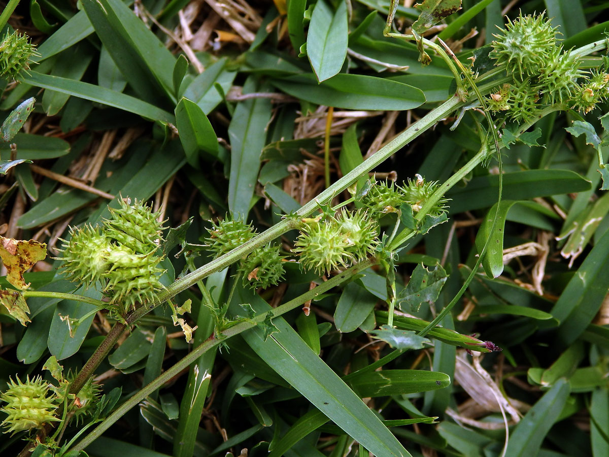 Tolice mnohotvará (Medicago polymorpha L.)