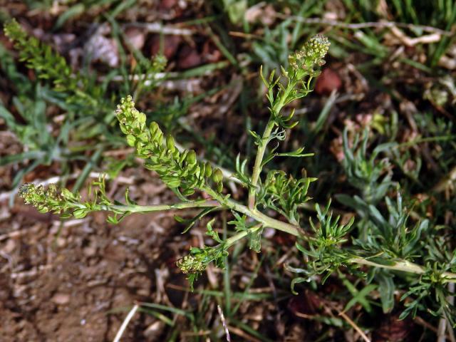 Řeřicha (Lepidium bonariense L.)