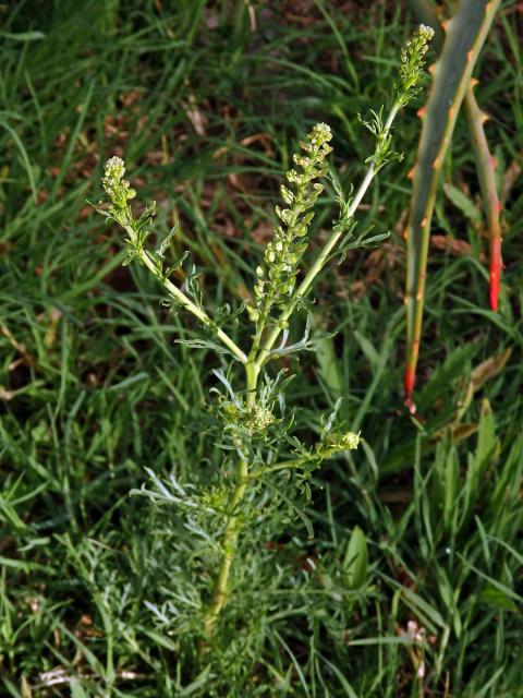 Řeřicha (Lepidium bonariense L.)