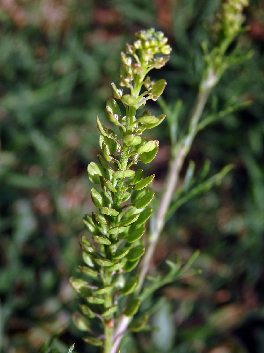 Řeřicha (Lepidium bonariense L.)