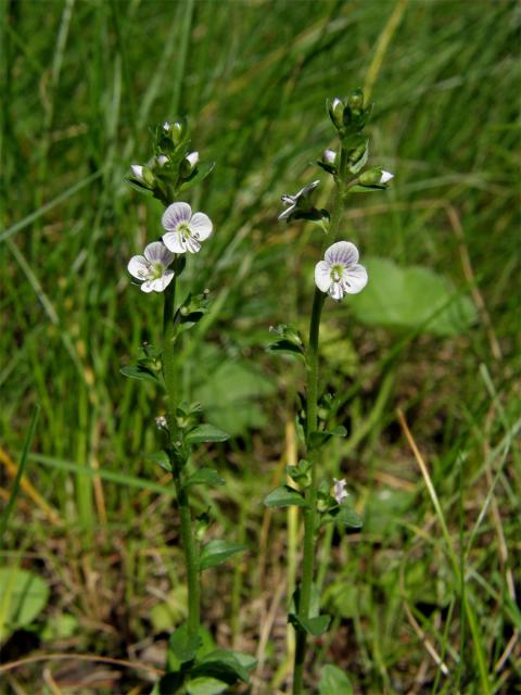 Rozrazil douškolistý (Veronica serpyllifolia L.)