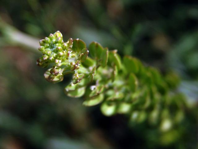 Řeřicha (Lepidium bonariense L.)