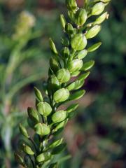 Řeřicha (Lepidium bonariense L.)
