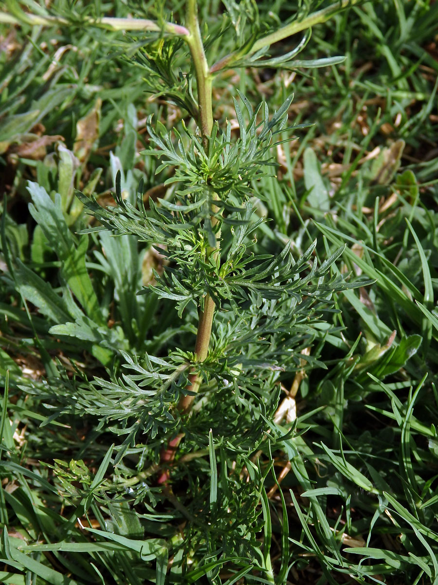 Řeřicha (Lepidium bonariense L.)