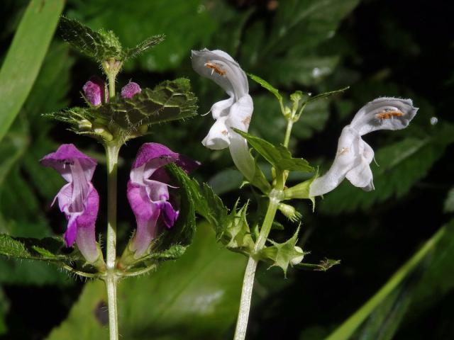 Hluchavka skvrnitá (Lamium maculatum L.) s bílými květy (1a)