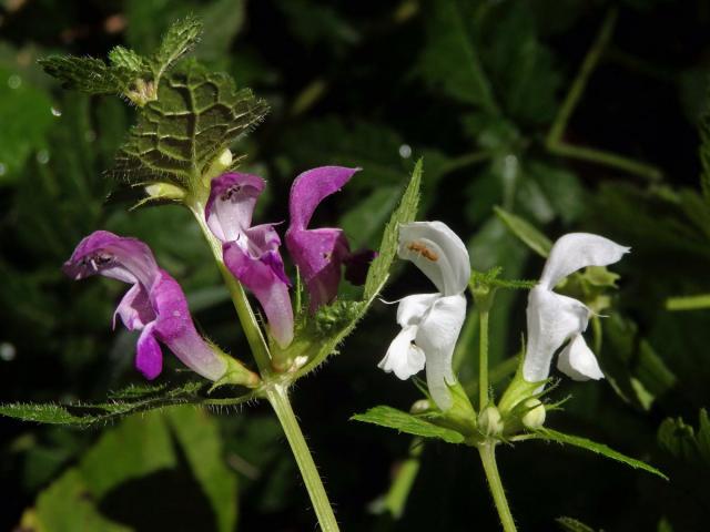 Hluchavka skvrnitá (Lamium maculatum L.) s bílými květy (1b)