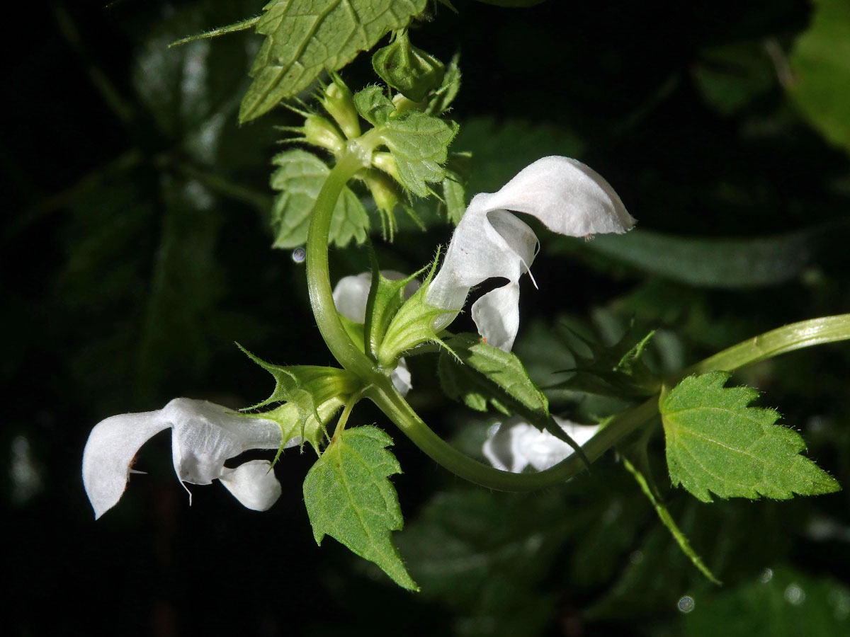 Hluchavka skvrnitá (Lamium maculatum L.) s bílými květy (1c)