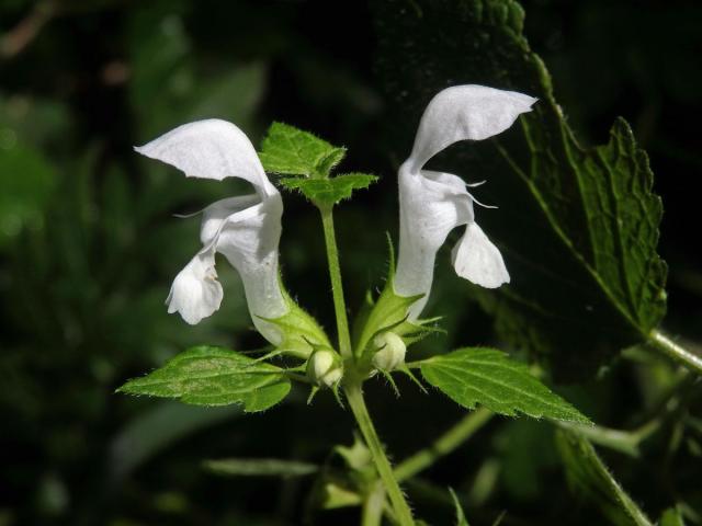 Hluchavka skvrnitá (Lamium maculatum L.) s bílými květy (1d)