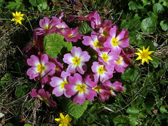 Prvosenka bezlodyžná (Primula vulgaris L.) s růžovými květy