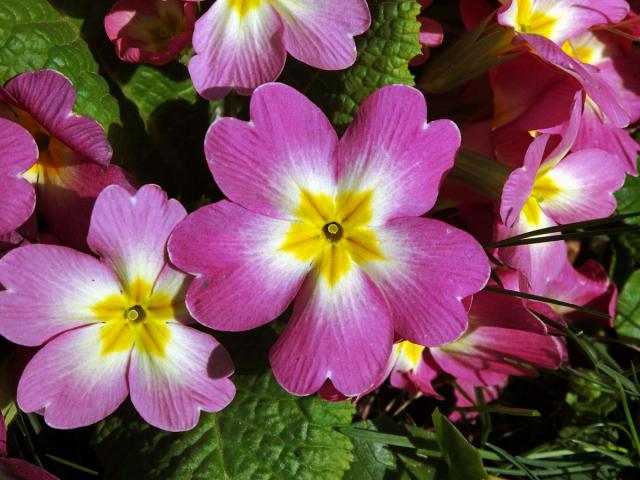 Prvosenka bezlodyžná (Primula vulgaris L.) s růžovými květy