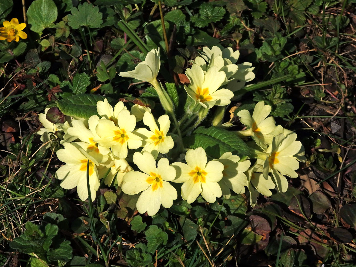 Prvosenka bezlodyžná (Primula vulgaris L.)