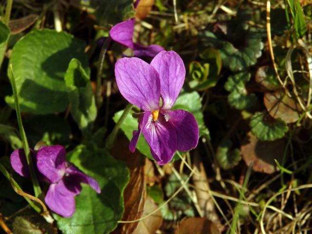 Violka vonná (Viola odorata L.) s růžovými květy