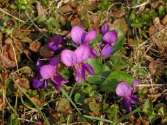 Violka vonná (Viola odorata L.) s růžovými květy