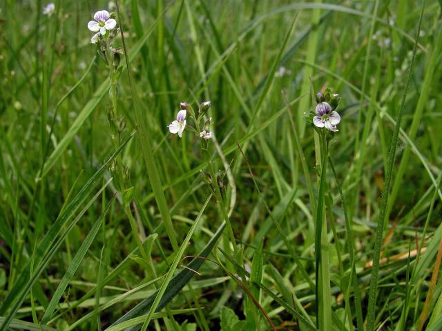 Rozrazil douškolistý (Veronica serpyllifolia L.)