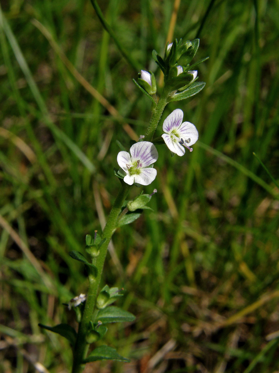 Rozrazil douškolistý (Veronica serpyllifolia L.)