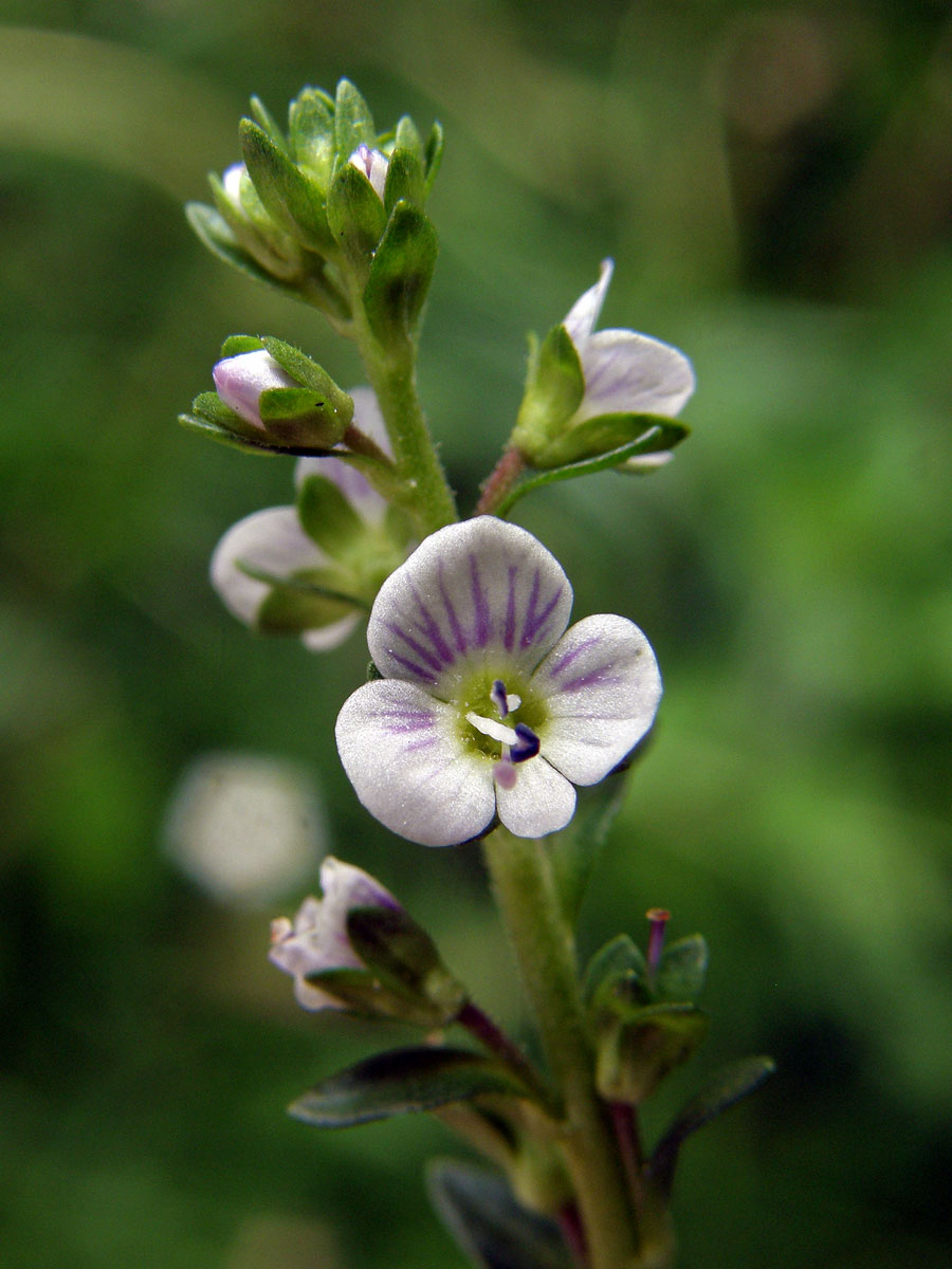 Rozrazil douškolistý (Veronica serpyllifolia L.)