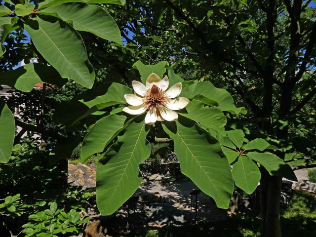 Šácholan obvejčitý (Magnolia hypoleuca Siebold Zucc.)