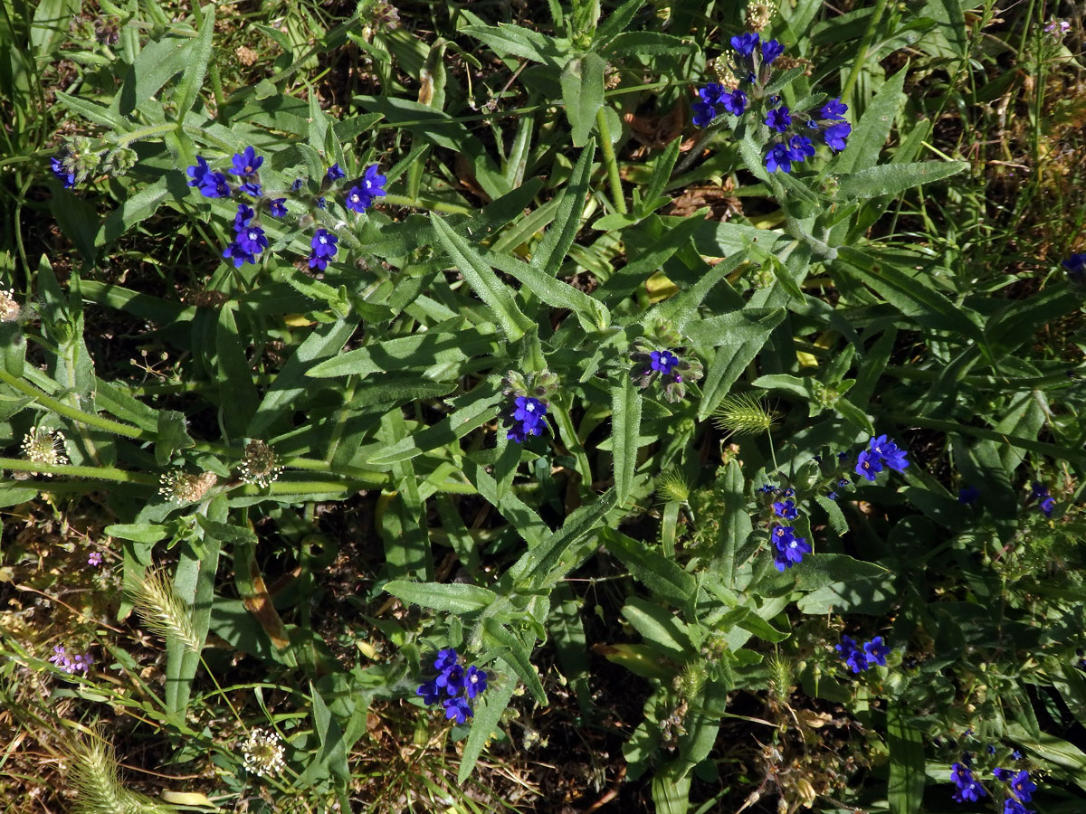 Pilát lékařský (Anchusa officinalis L.)