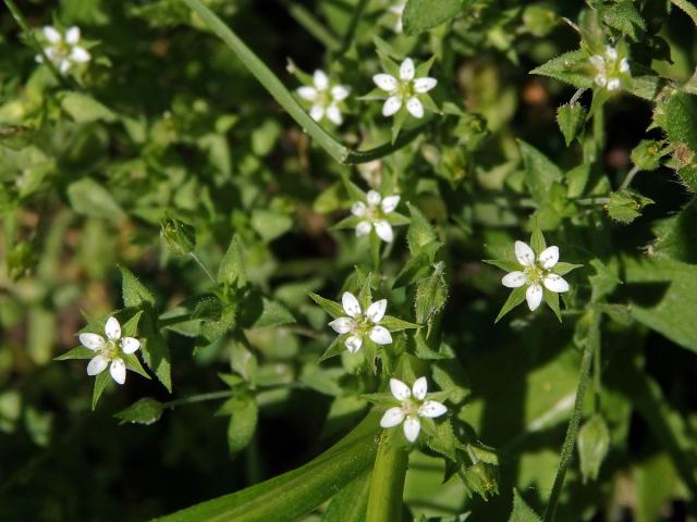 Písečnice douškolistá (Arenaria serpyllifolia L.)